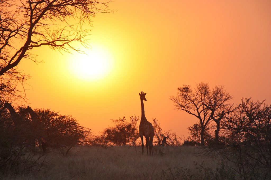 zambia-safari-girafa