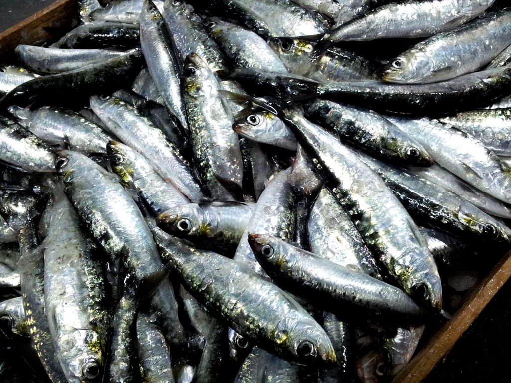 Sardinas para la noche de San Juan en Coruña